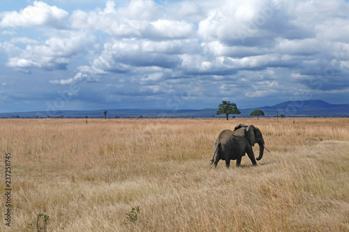 Elephant on a field Tanzania