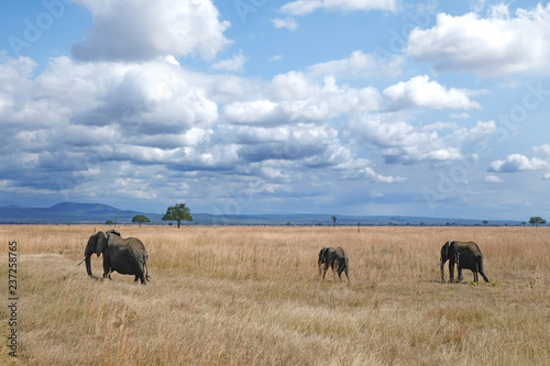 Elephant family Tanzania