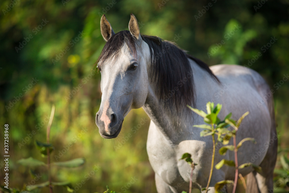 Fototapeta premium White horse with long black mane close up portrait in summer day