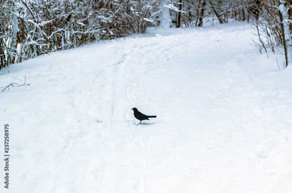 Snow covered road with small blackbird in winter forest in distance Snow covered road with small blackbird in winter forest in distance