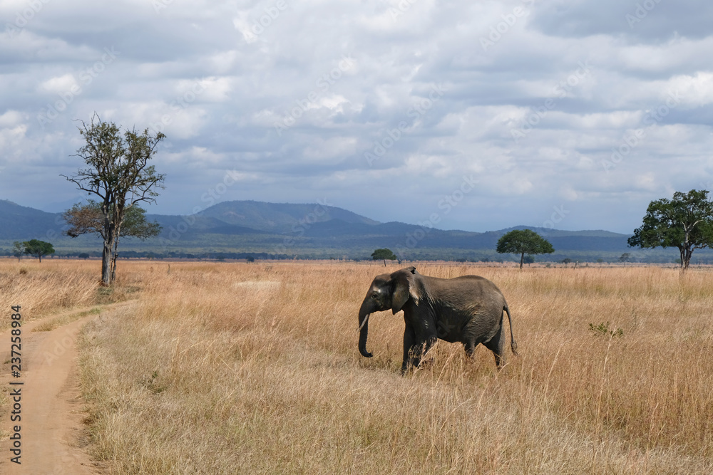 Fototapeta premium Elephant on a field Tanzania