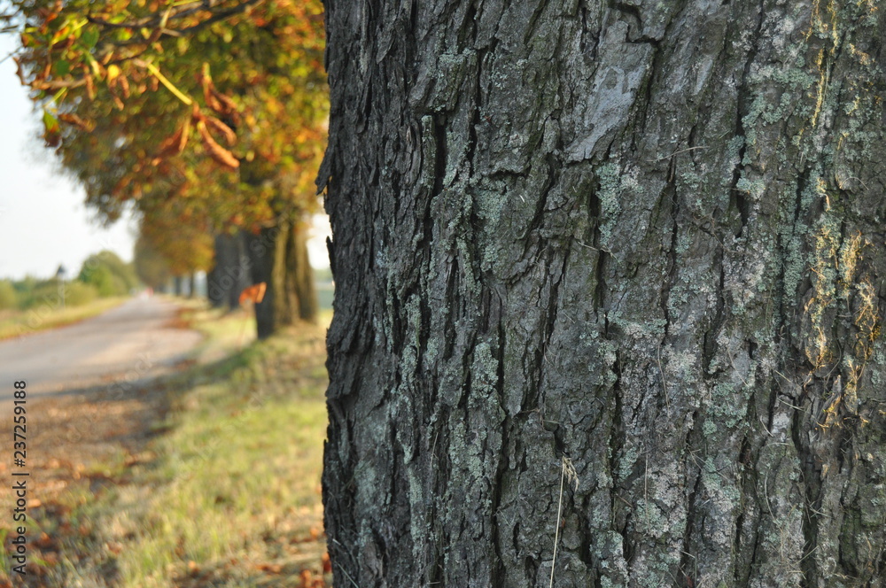 Avenue of chestnut trees. Chestnuts on the road. Autumn walk down the street