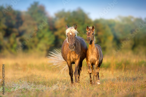 Fototapeta Naklejka Na Ścianę i Meble -  Mare with foal walk and grazing on autumn field