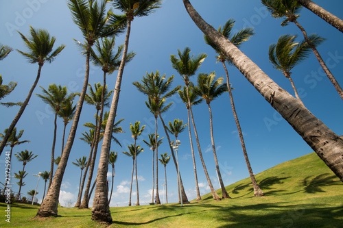 Salvador Bahia - Coconut trees in Morro do Cristo