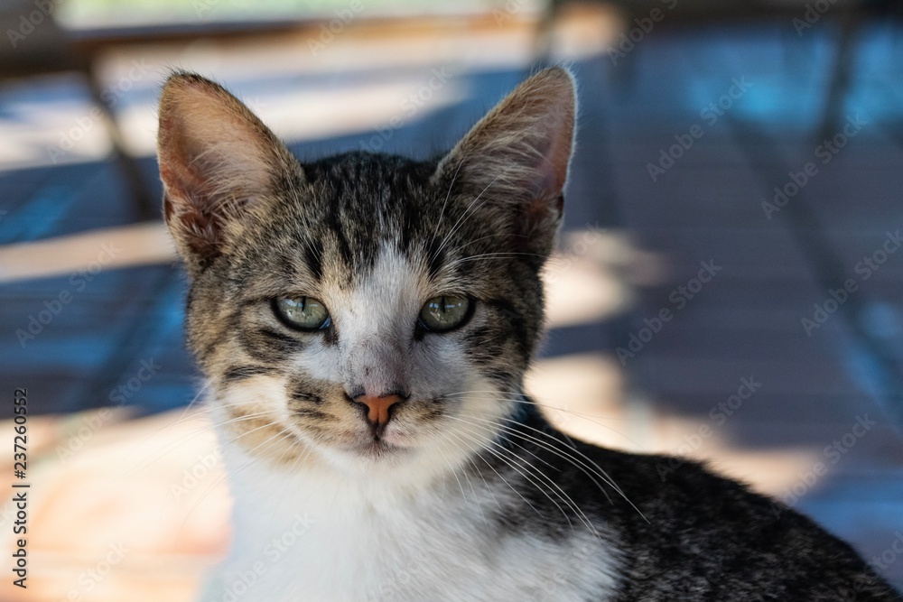 Portrait of tabby cat kitten