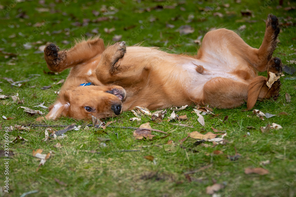 A golden retriever dog rolling on his back. A golden retriever dog rolling on his back.