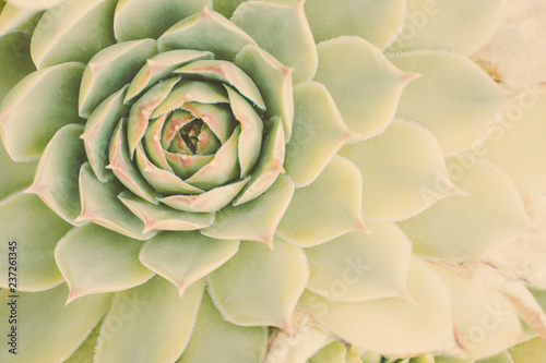 Pastel succulent flower closeup  photo