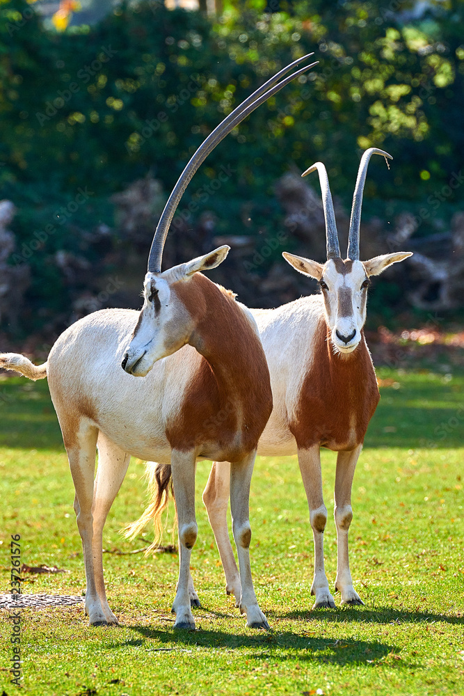 Scimitar-Horned Oryx (Oryx dammah) Scimitar-Horned Oryx (Oryx dammah)