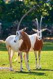 Scimitar-Horned Oryx (Oryx dammah)