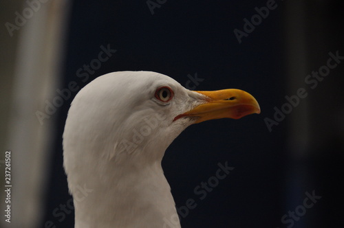 Roman gull, in the port of Venice. Portrait of an adult bird. © TRINGA