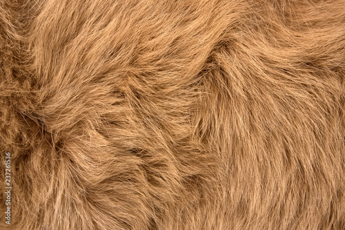 Natural fur of red polar fox closeup, may be used as background or texture