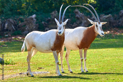 Scimitar-Horned Oryx (Oryx dammah) photo