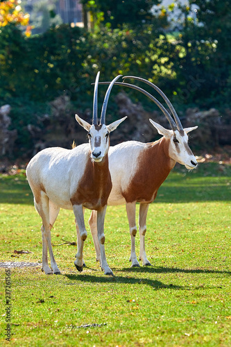 Scimitar-Horned Oryx (Oryx dammah) © DannyIacob
