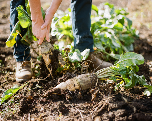 Man harvesting swede