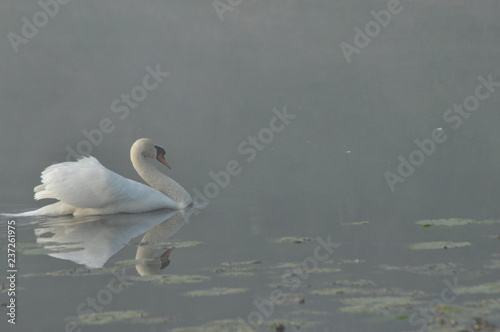 Mute Swan. Large white water bird. Floating on the lake