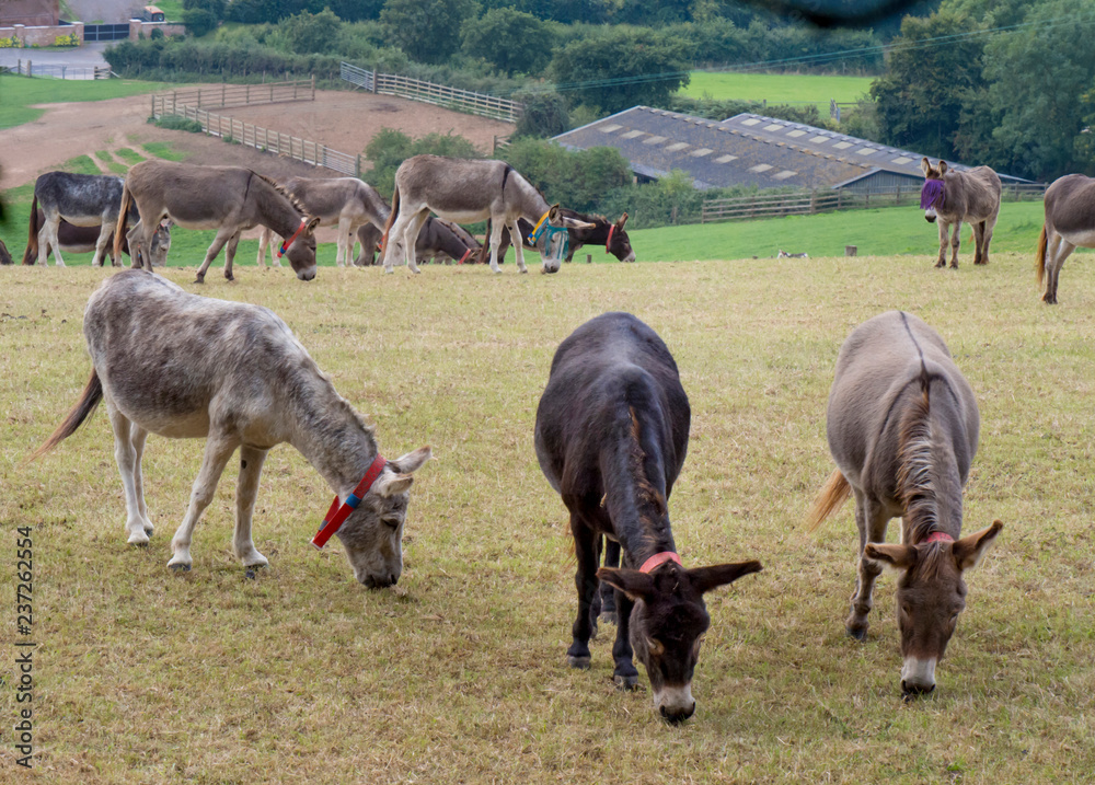 UK, England, Devon, donkey sanctuary