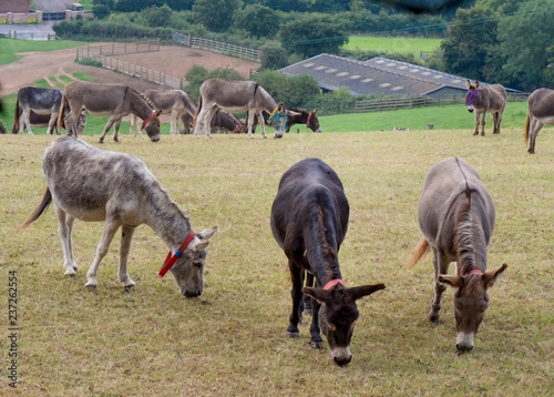 Obraz na płótnie UK, England, Devon, donkey sanctuary w salonie