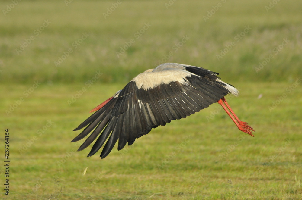 The white stork looking for food in the meadow. Long red legs and beak. Mowing the meadows. The white stork looking for food in the meadow. Long red legs and beak. Mowing the meadows.