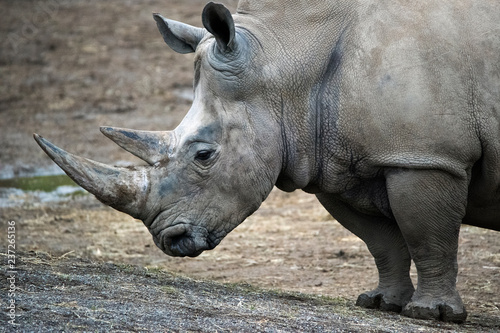 Rhinoceros closeup photo