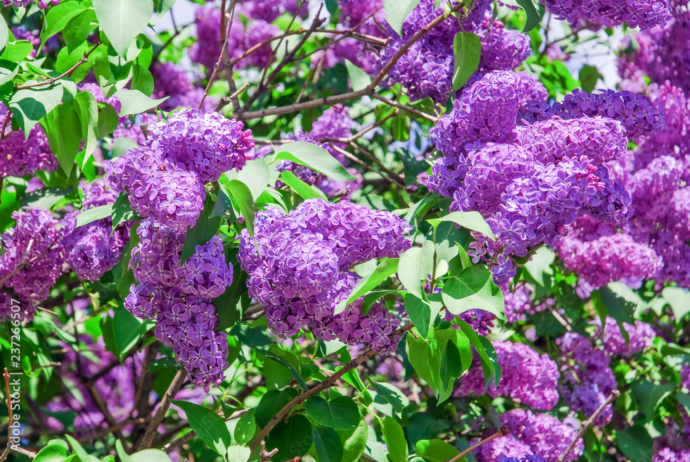 Blooming varietal selection purple lilac (Syrínga). The Sort Of Blooming varietal selection purple lilac (Syrínga). The Sort Of