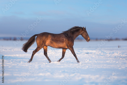 Fototapeta Naklejka Na Ścianę i Meble -  Brown Akhalteke horse run on the snow in winter evening