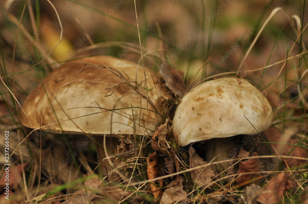 Edible mushrooms. Boletus growing in the forest Edible mushrooms. Boletus growing in the forest
