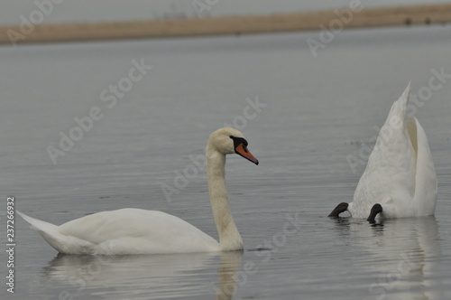 Mute Swan. Large white water bird. Floating on the lake