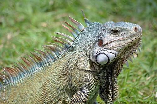 Iguane de Martinique