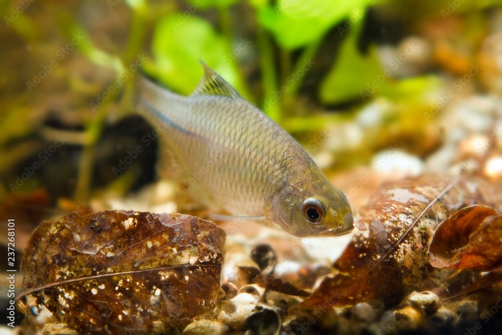 Rhodeus Fish Rhodeus amarus, European bitterling, young male freshwater fish search ...