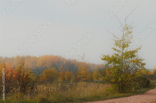 autumnal park landscape with walking path and colorful foliage at the trees