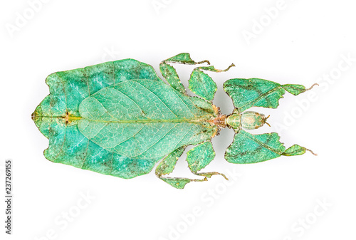 macrophotograph of a Phyllium giganteum on a white background photo