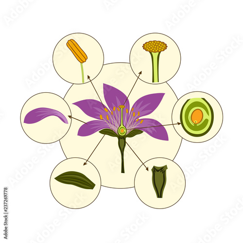 Flower parts