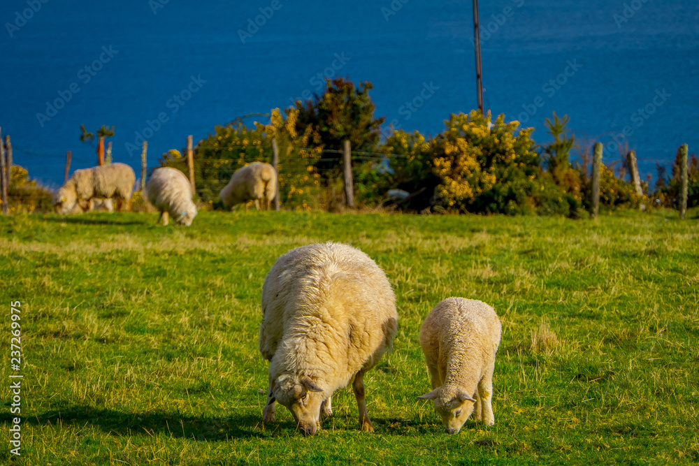 Fototapeta premium Gorgeous sheeps eating the grassland in Chiloe, Chile