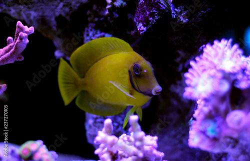 Mimic Lemon Peel Tang (Acanthurus pyroferus)  photo