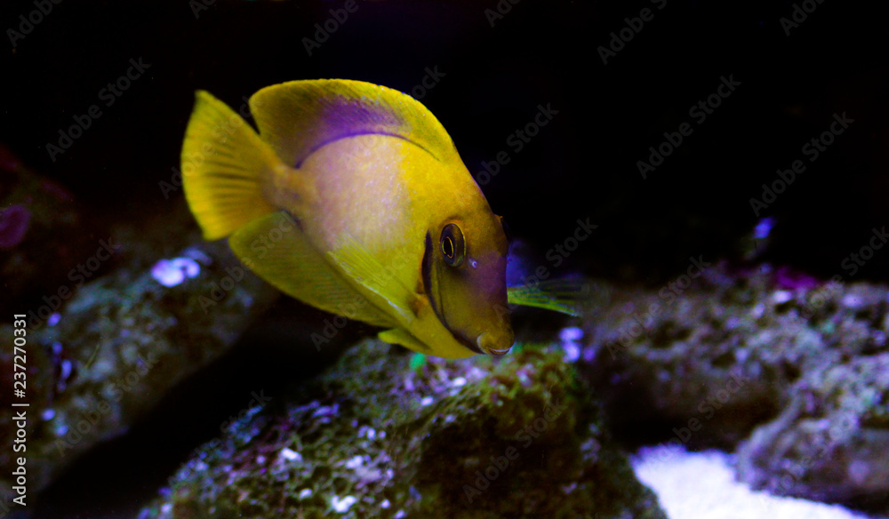Mimic Lemon Peel Tang (Acanthurus pyroferus) Mimic Lemon Peel Tang (Acanthurus pyroferus)