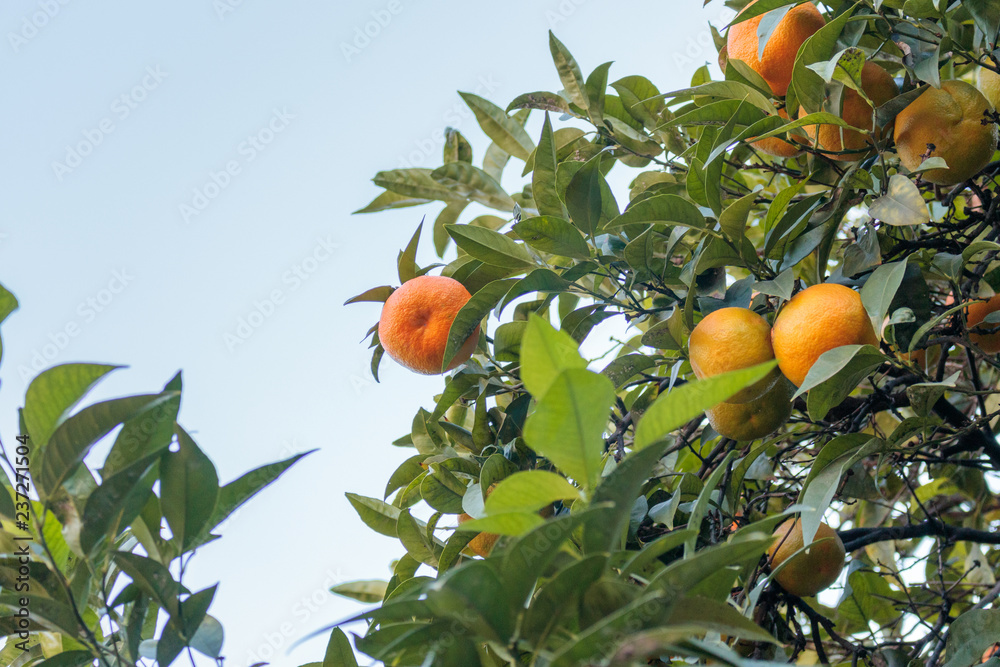 Oranges on tree