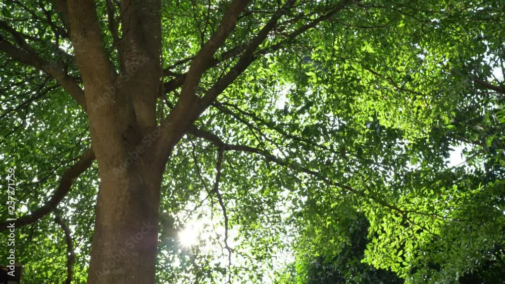 sunshine through big green tree in beautiful nature sunshine through big green tree in beautiful nature