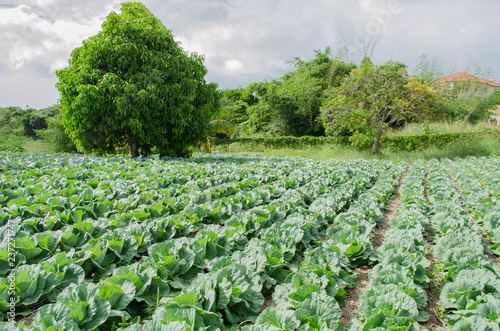 Otaheite Apple Tree In Cabbage Garden 