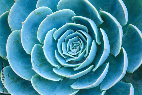 Sky blue Succulent plants rosette ornamental of close up photo