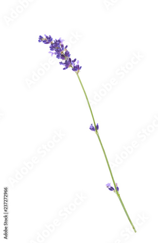 Fototapeta Naklejka Na Ścianę i Meble -  Lavender flower isolated on white background. 