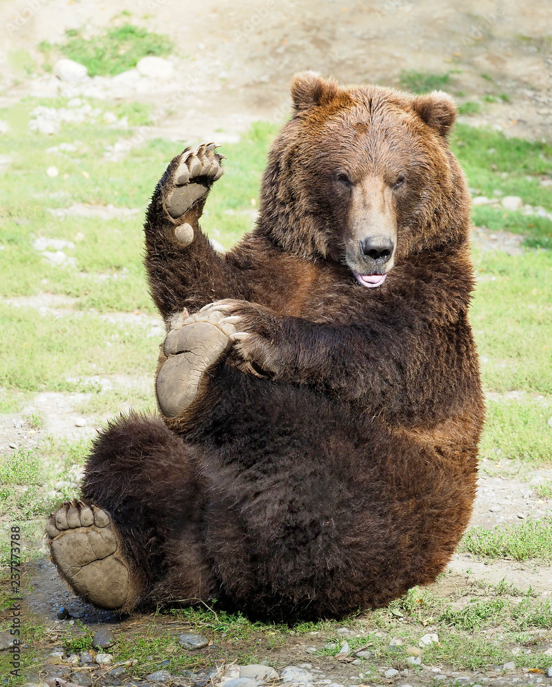 Grizzly Bear Doing Yoga While Waving to His Fans Grizzly Bear Doing Yoga While Waving to His Fans