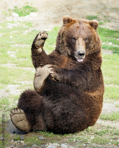 Grizzly Bear Doing Yoga While Waving to His Fans