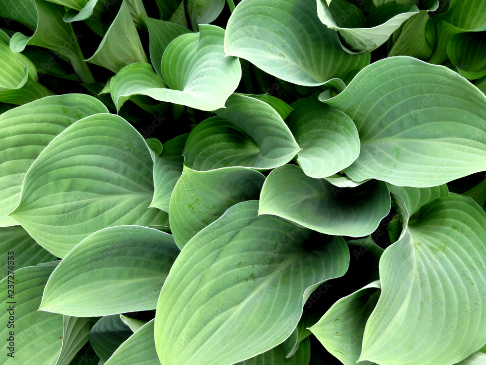 Fototapeta premium Green Hosta Leaves