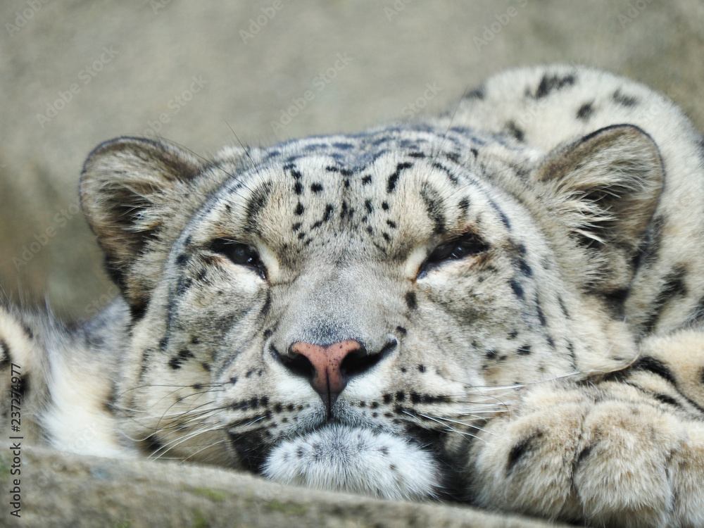 Extreme Closeup of a Resting Snow Leopard Extreme Closeup of a Resting Snow Leopard