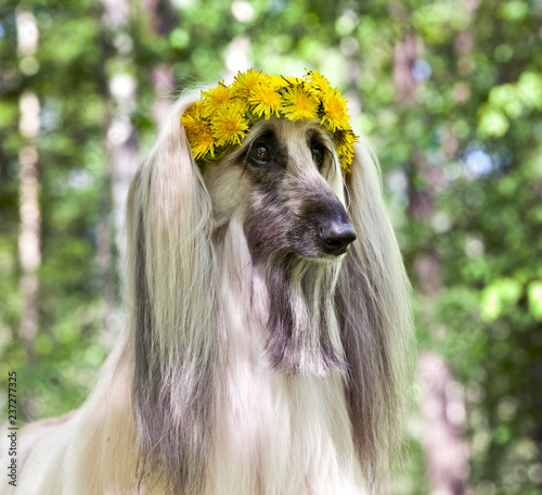 Dog breed dog Afghan Hound  lying on the lawn in a wreath from dandelions