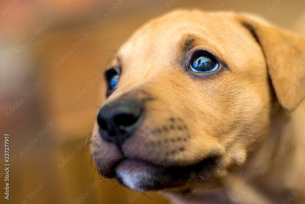 Obraz premium puppy portrait 3