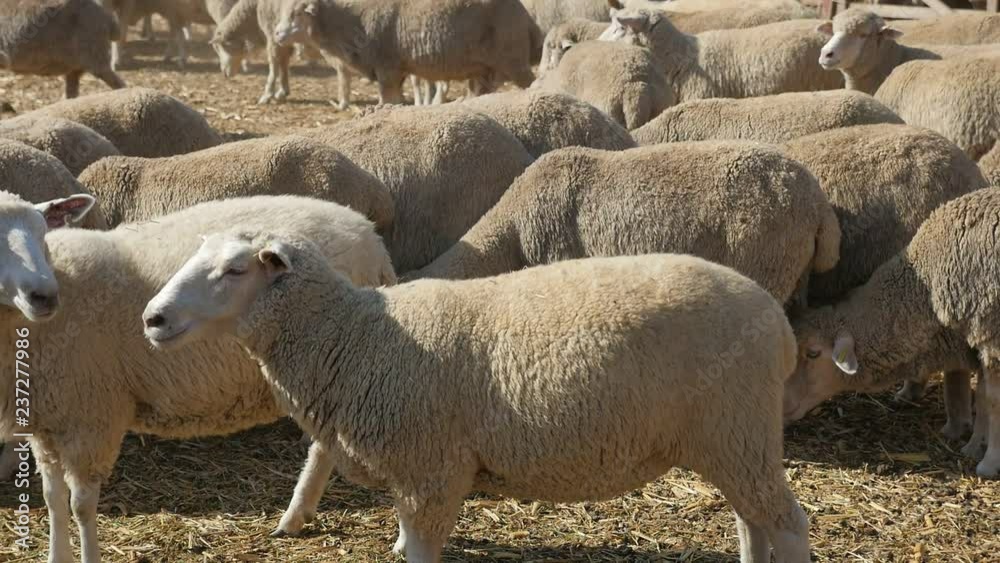 Big woolen sheep standing, going and eating hay on a big farm in summer Big woolen sheep standing, going and eating hay on a big farm in summer