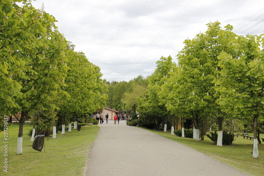 Linden alley in Dudutki Belarus