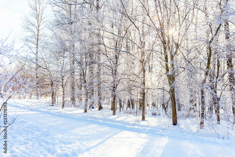 Frosty trees in snowy forest, cold weather in sunny morning. Tranquil winter nature in sunlight. Inspirational natural winter garden or park. Peaceful cool ecology nature landscape background Frosty trees in snowy forest, cold weather in sunny morning. Tranquil winter nature in sunlight. Inspirational natural winter garden or park. Peaceful cool ecology nature landscape background