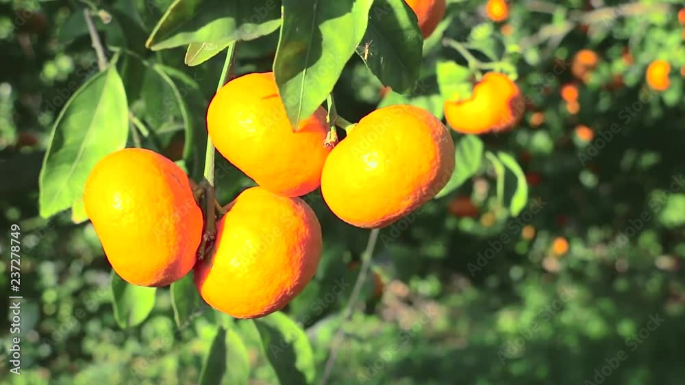 Tangerines hanging on the branches. Tangerine tree plantation Tangerines hanging on the branches. Tangerine tree plantation